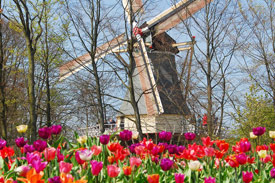 2 or 3-day Keukenhof Package_3